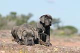 CANE CORSO 355